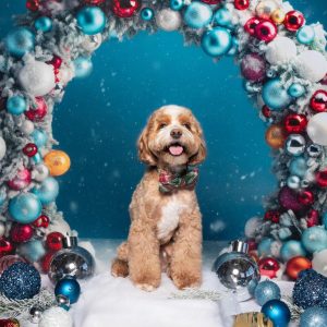 Kate Noël Arche d'ornement Bleu Toile de fond conçue par Mandy Ringe