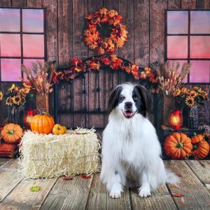 Kate Planche de bois Citrouille Automne Toile de fond Photo Tête de lit conçue par Emetselch